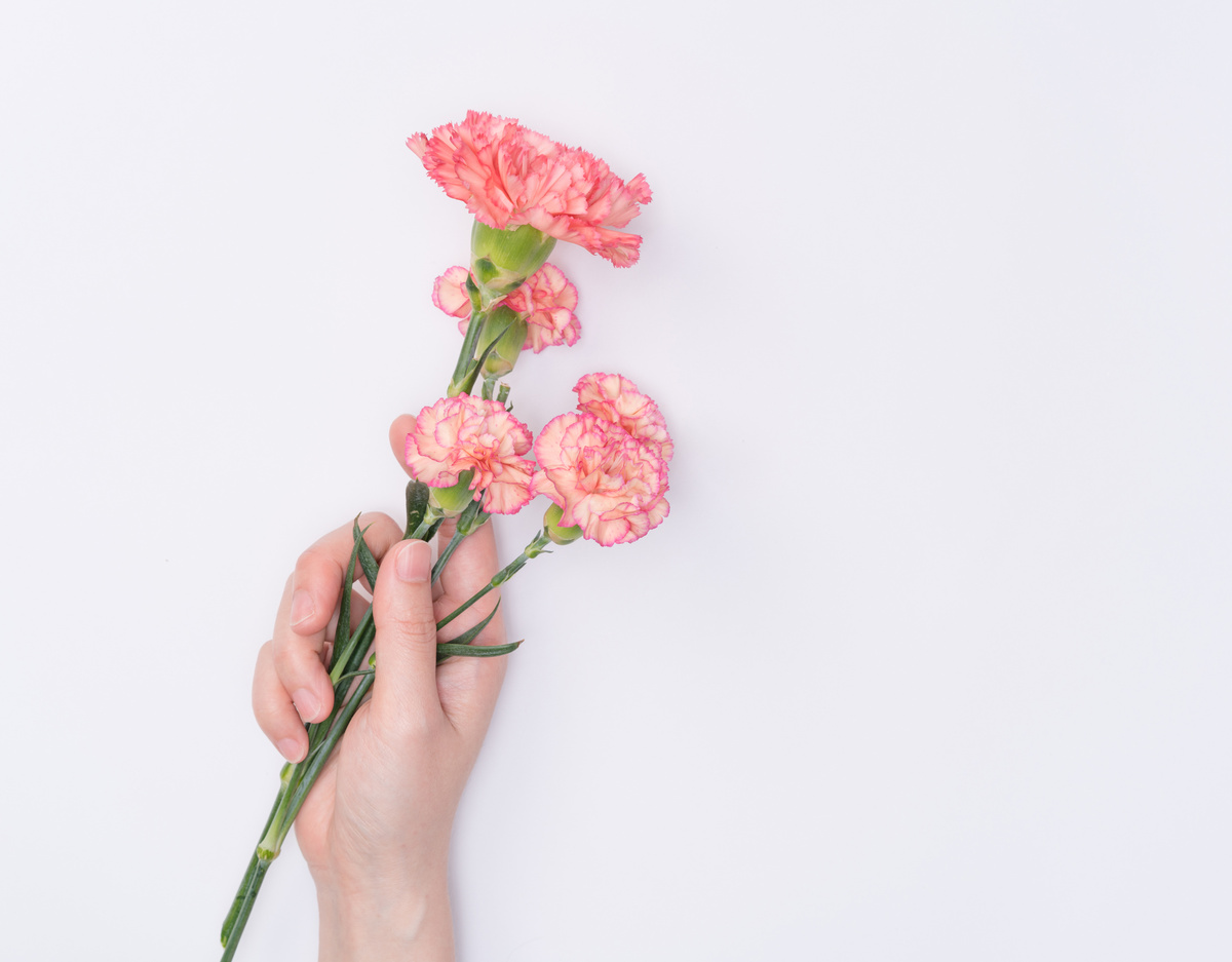 female hand hold carnation